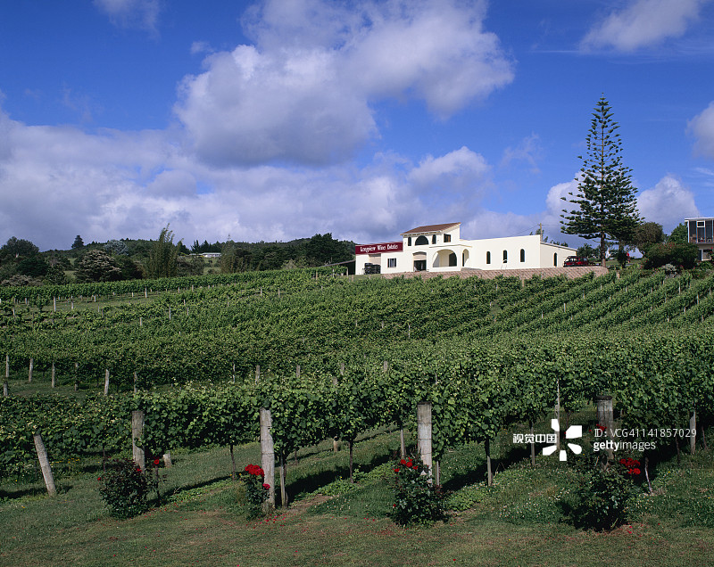 新西兰北岛旺格雷葡萄园图片素材