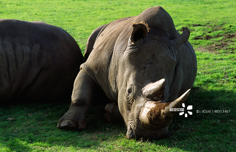 维多利亚州瓦勒比开放式动物园的犀牛图片素材