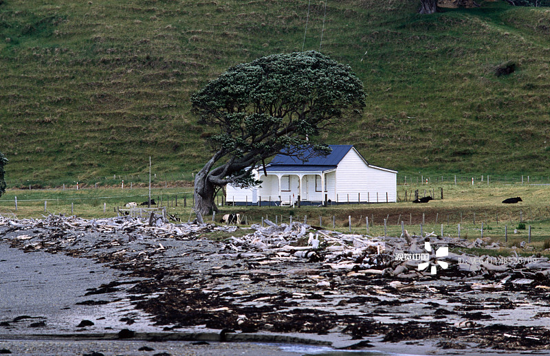 海滩旁的房子和树木图片素材