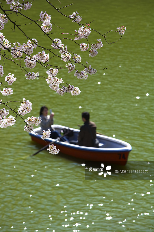 在千鸟渊划船，两岸是樱花，这里曾是江户城的东北护城河，现在是北之丸公园图片素材