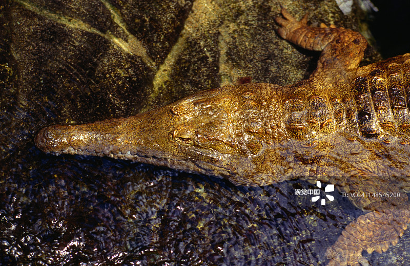 在穆卢拉巴海底世界睡觉的鳄鱼图片素材