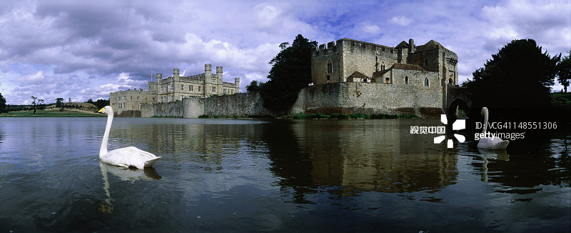 梅德斯通附近利兹城堡的天鹅图片素材