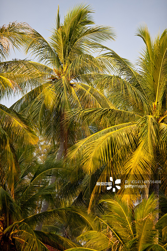 海滩上的棕榈树图片素材