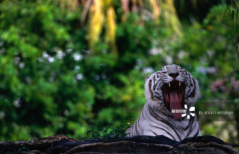 迈阿密动物园的白虎图片素材
