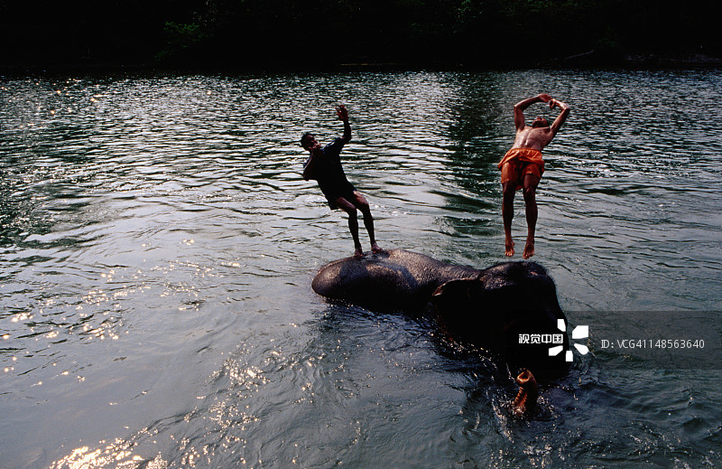 岛屿丛林小屋，训象员从纳拉亚尼河中的大象身上跳下图片素材