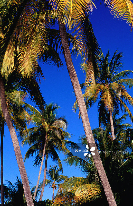 迪金森湾海滩上的棕榈树图片素材
