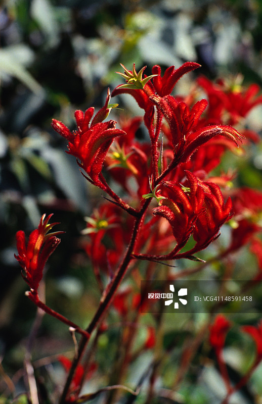 盛开的红色袋鼠爪图片素材