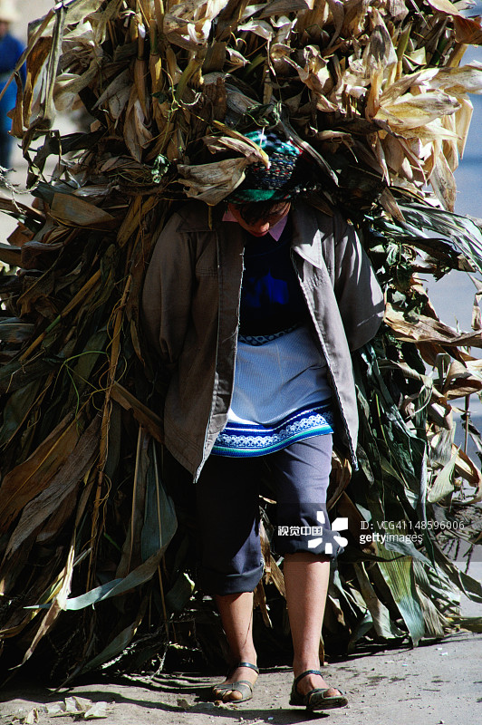 拿着切好的玉米秸秆的女人图片素材