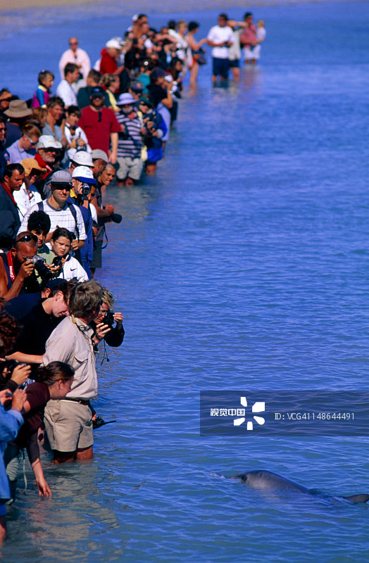 游客观看海豚图片素材