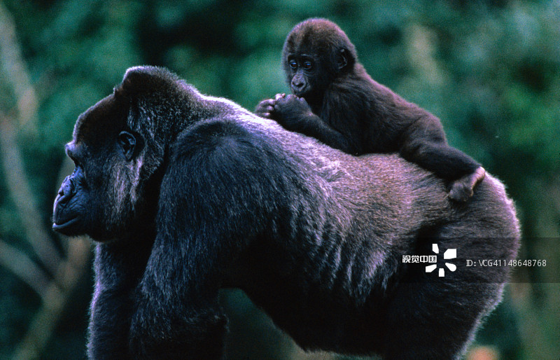 西部低地大猩猩背着幼崽图片素材