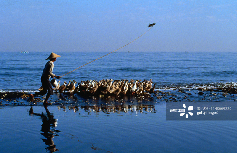 辛加拉惹的养鸭人图片素材