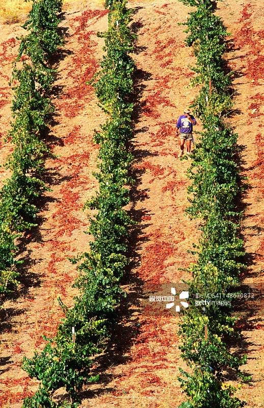 加利福尼亚的葡萄园图片素材