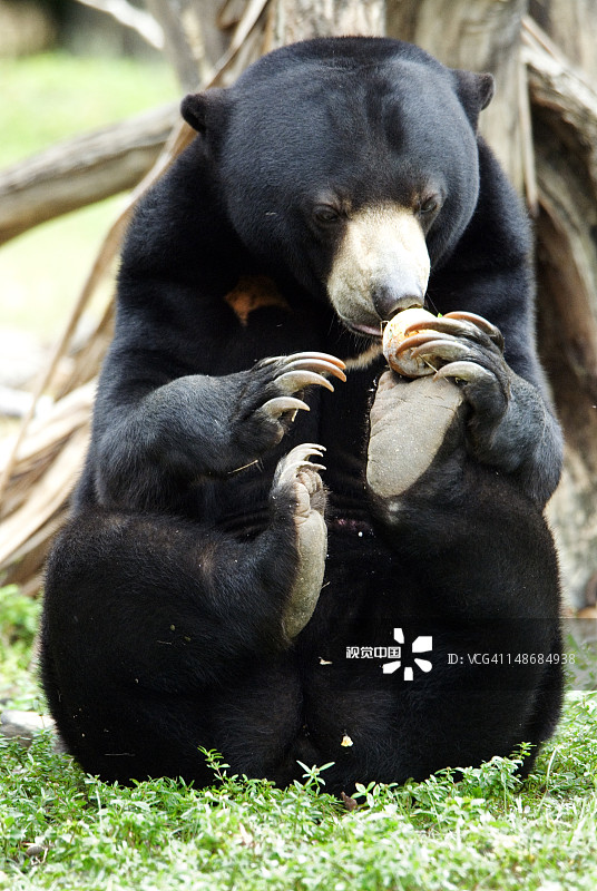 马来西亚马来熊，迈阿密动物园草地场景图片素材