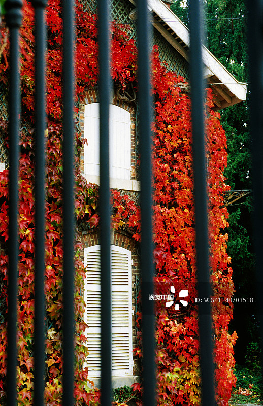 透过铁栅栏看建筑上的秋叶图片素材