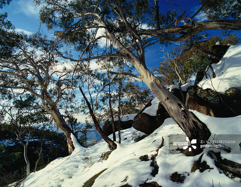 维多利亚州布法罗山的雪树图片素材