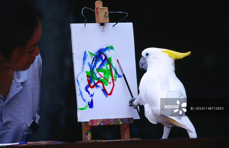 在裕廊飞禽公园的葵花凤头鹦鹉绘画图片素材