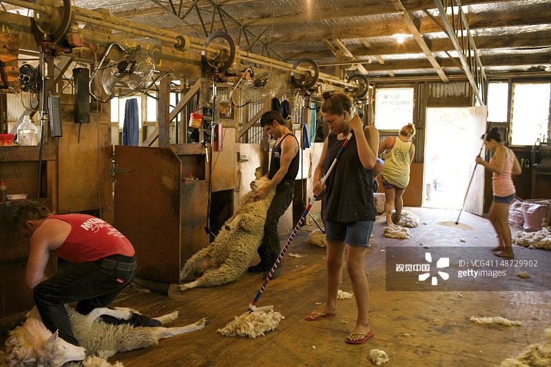 全面运营的阿瑙鲁车站剪羊毛棚图片素材