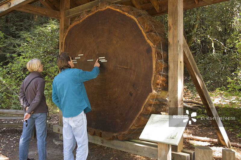 游客观看公园里的红杉生长展示图片素材