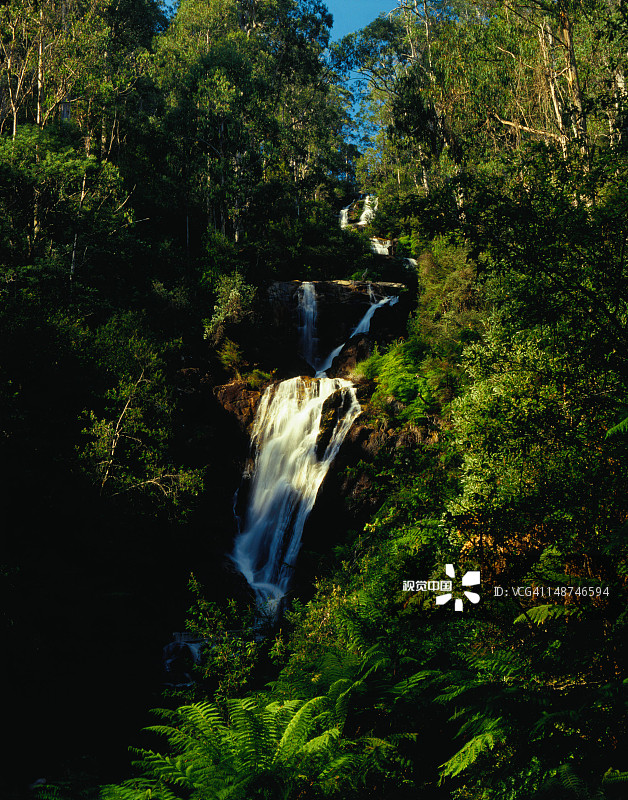 隐藏在茂密森林中的史蒂文森瀑布，维多利亚州马里斯维尔图片素材