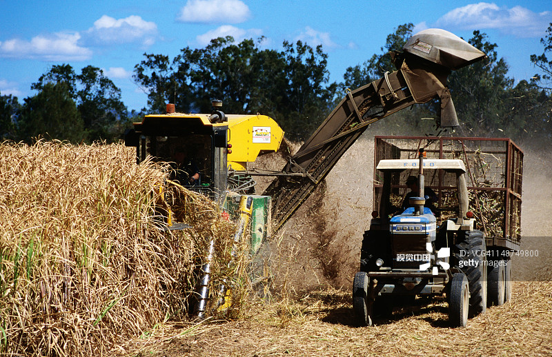 甘蔗收成图片素材