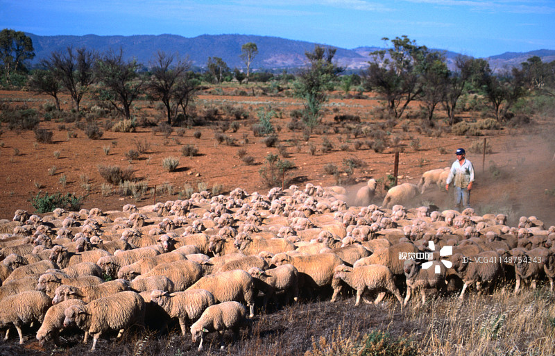 奥古斯塔港附近灌木丛中的羊群扬起尘土图片素材
