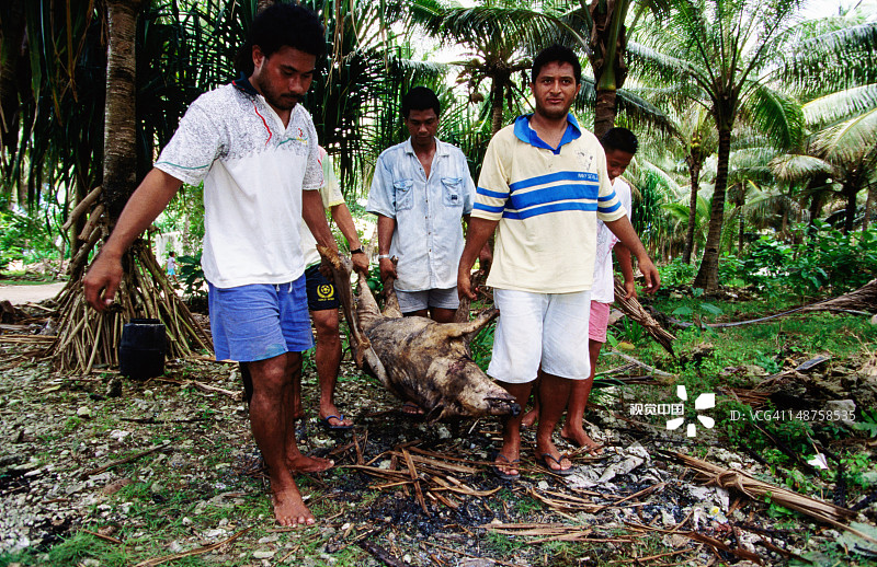 搬运猪到乌穆图片素材