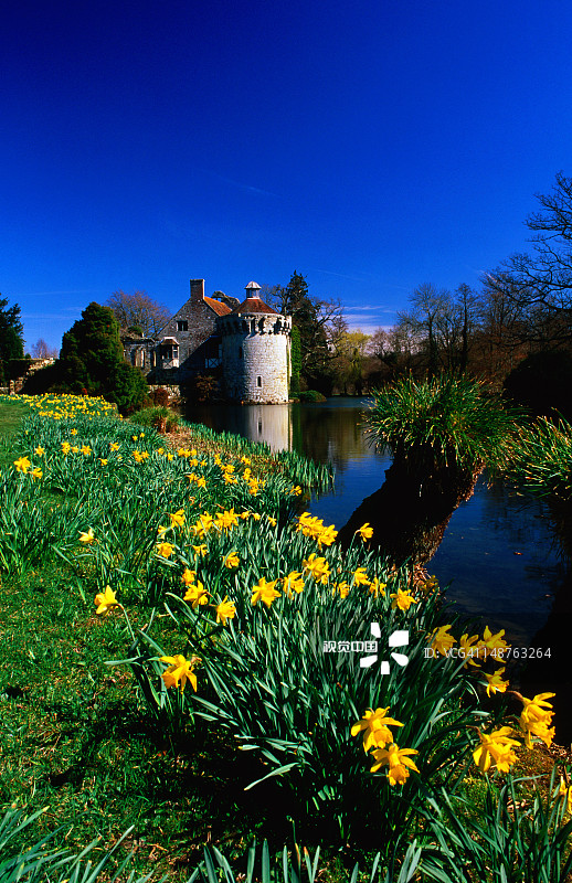 斯科特尼城堡背景下的水仙花图片素材