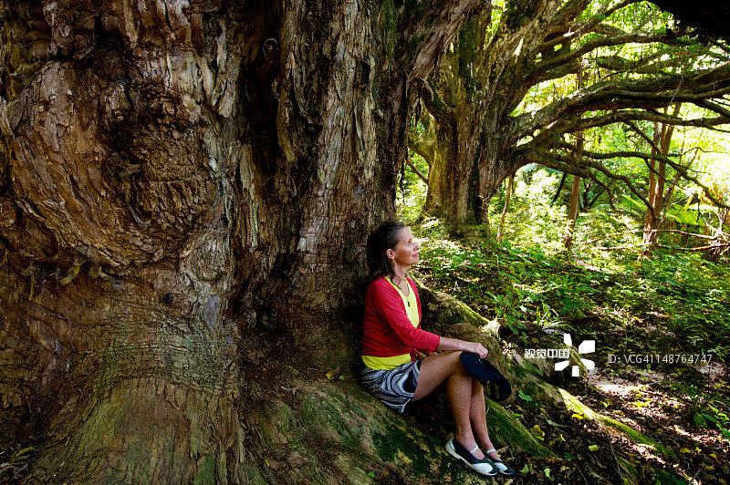 新西兰吉斯伯恩地区托拉加湾的巨型普里里树图片素材