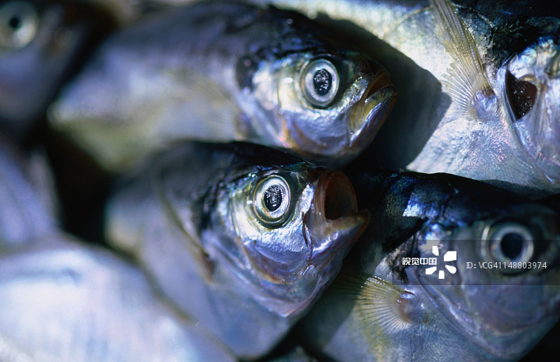 巴厘岛金巴兰海滩的新鲜鱼图片素材