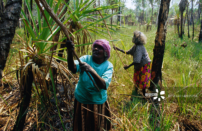 姐妹在库杰克宾吉附近的基基亚比隆收集露兜树叶编织篮子，阿纳姆地图片素材