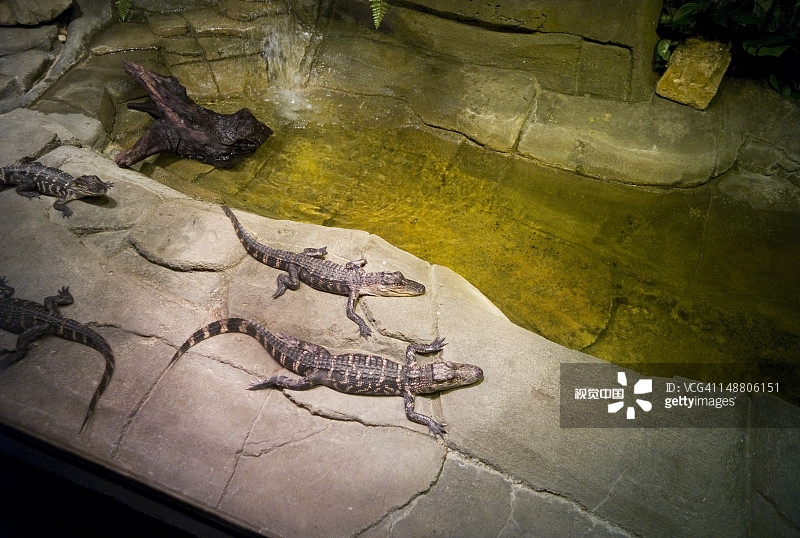 国家动物园水族馆内的展示图片素材