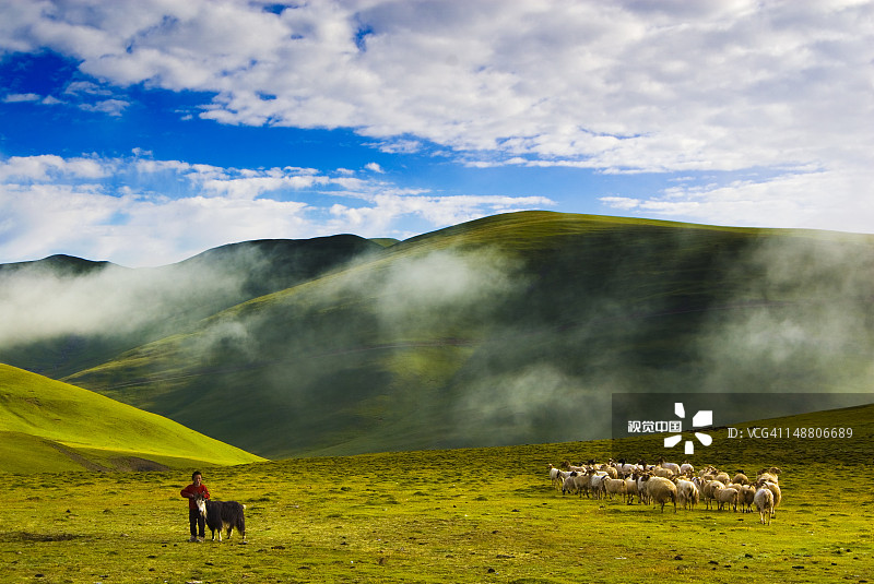 草原上的牲畜图片素材