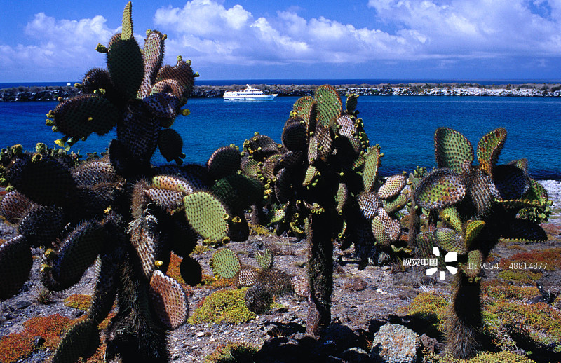 停泊在海湾和仙人掌上的船，南广场岛图片素材