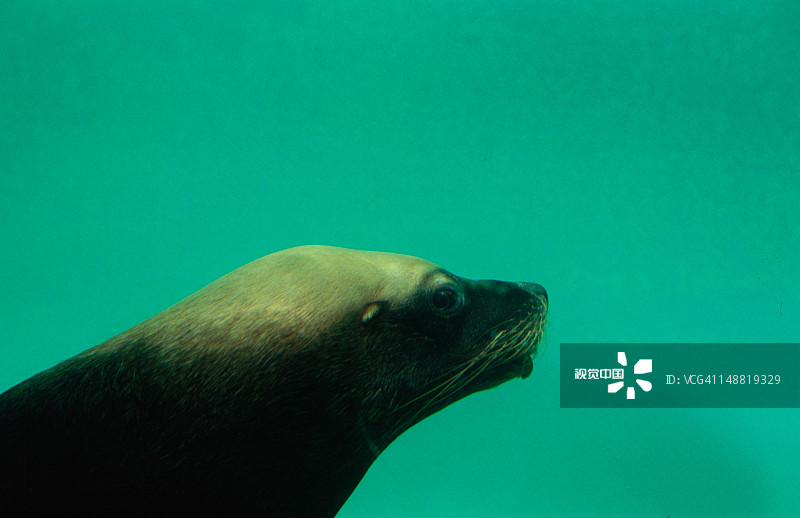 穆卢拉巴水下世界的游泳海豹图片素材