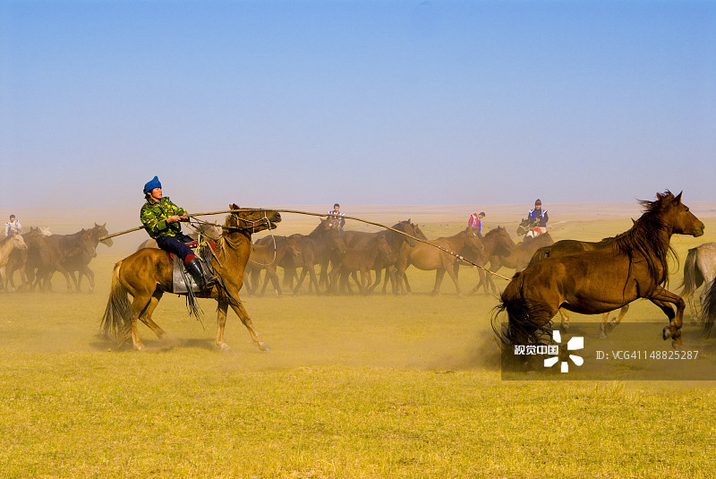 呼伦贝尔草原上的马群图片素材