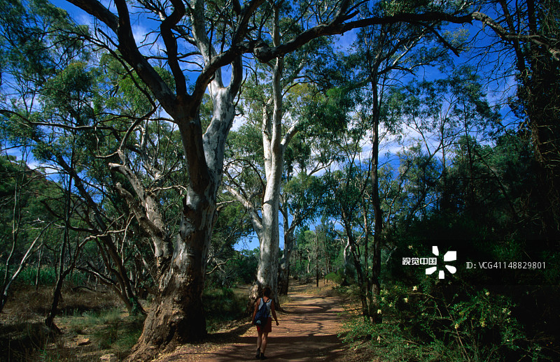 威尔佩纳盆地邦德峡谷的赤桉树图片素材