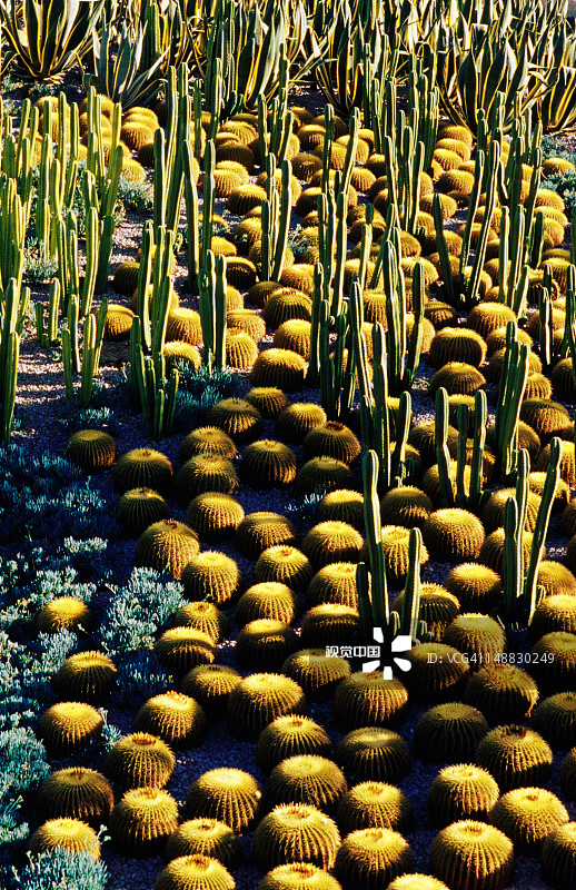 盖蒂博物馆的仙人掌花园图片素材