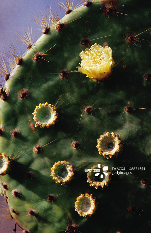 仙人掌细节图片素材