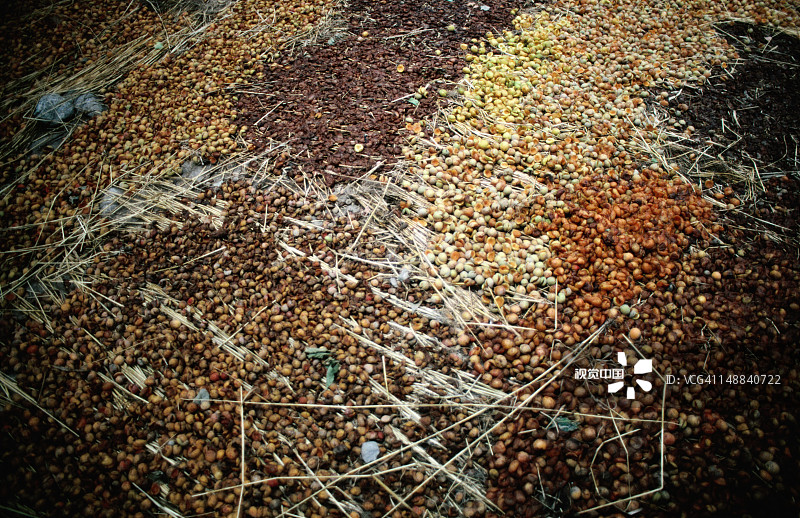 在卡普鲁村晒杏子图片素材