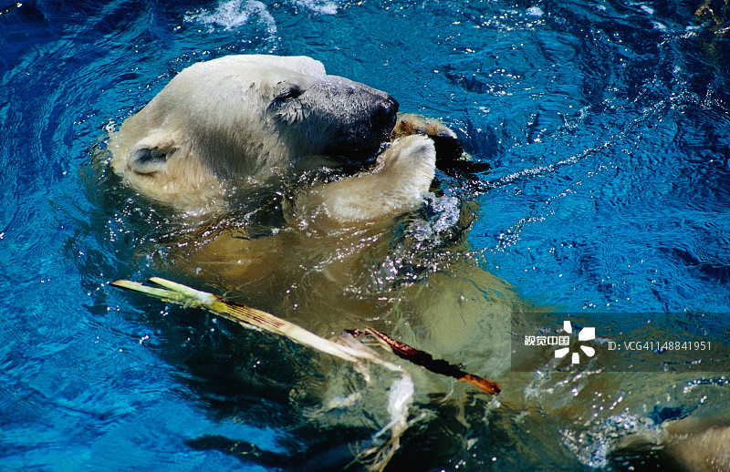墨尔本动物园里的北极熊图片素材