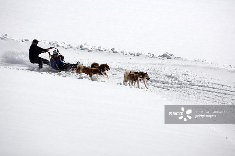 在滑雪和滑雪板公园里狗拉雪橇图片素材