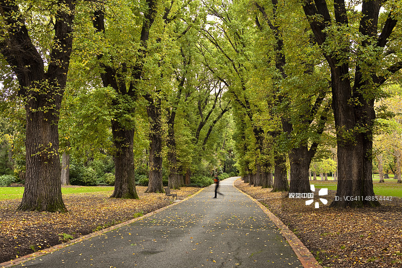 在秋季穿过菲茨罗伊花园的英国榆树（Ulmus procera）树林荫道的人图片素材