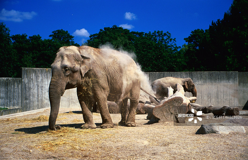 哥本哈根动物园里的大象图片素材