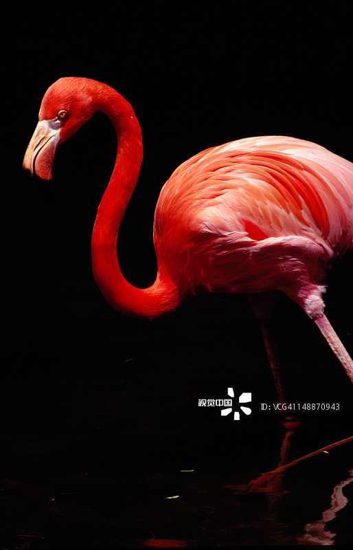 裕廊飞禽公园的粉色火烈鸟图片素材