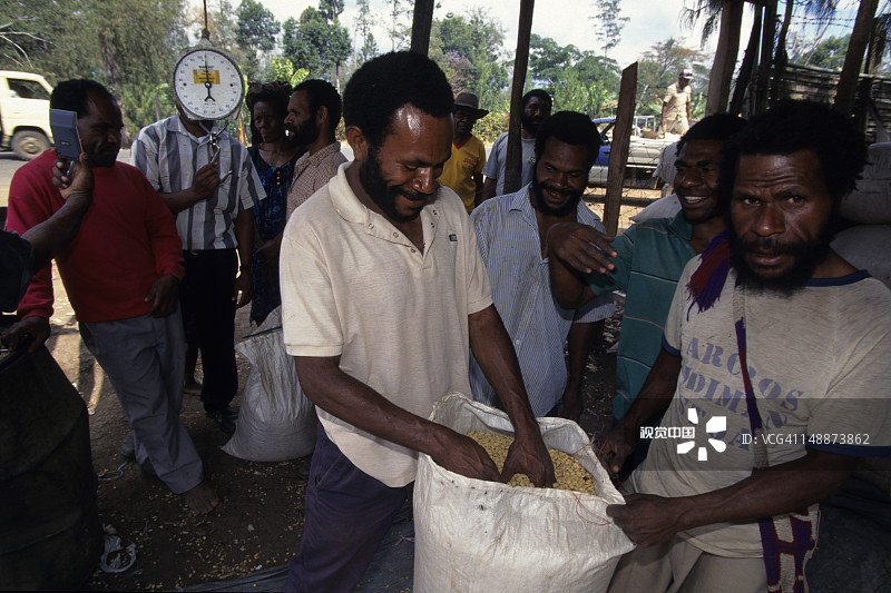 称量高地咖啡豆的男人们图片素材