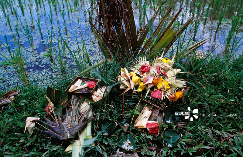 稻田间的祭品：献给恶魔的装饰礼物图片素材
