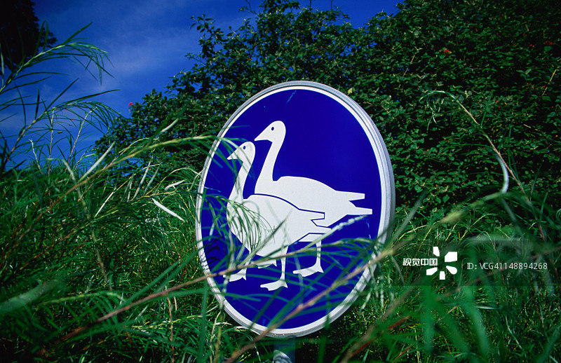 哥本哈根动物园里的鹅群图片素材