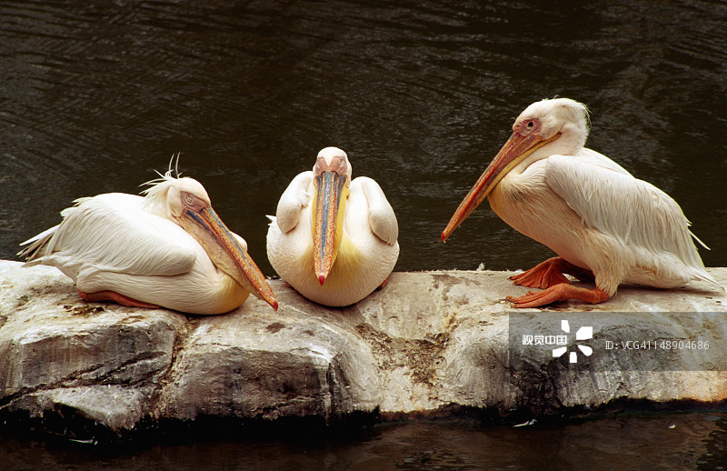 裕廊飞禽公园的水鸟图片素材