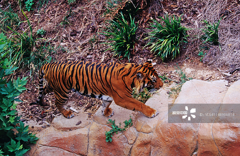 国家动物园和水族馆里的老虎图片素材