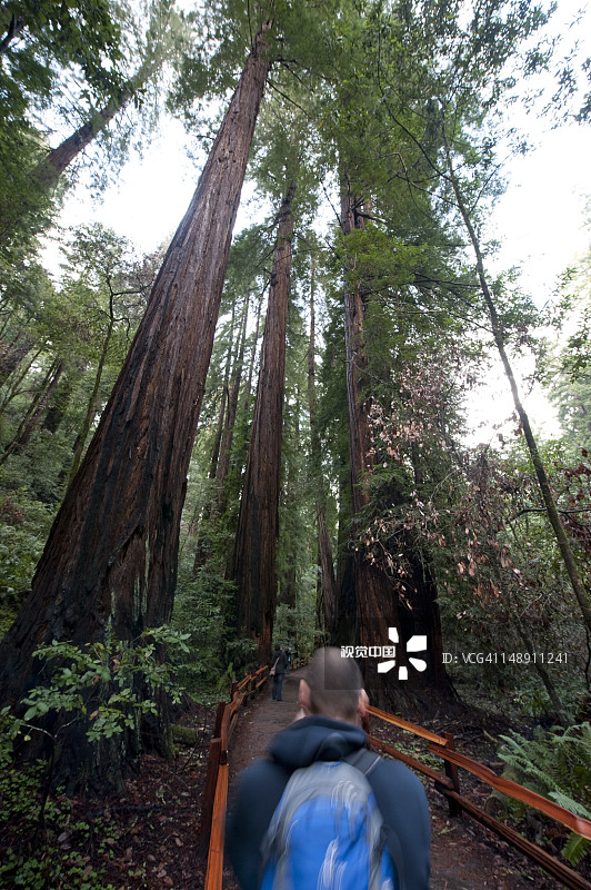 在缪尔红杉林徒步的登山者图片素材